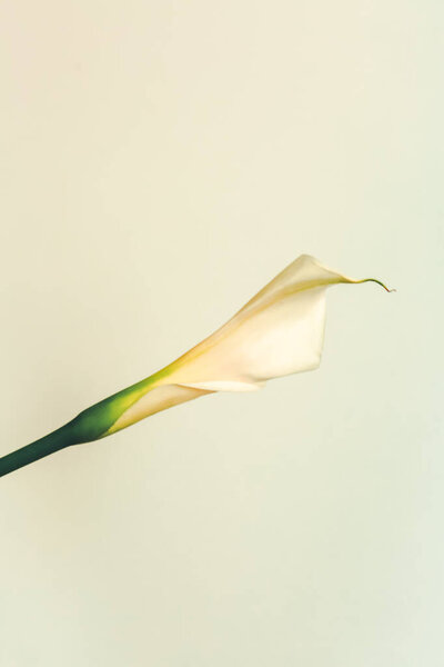 Branch of long calla plant close-up. A plant on white background. Flat lay, top view. Copy space for text.