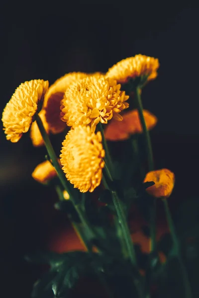 黒の背景に黄色の菊の枝 フラットレイアウト トップビュー テキストのコピースペース — ストック写真