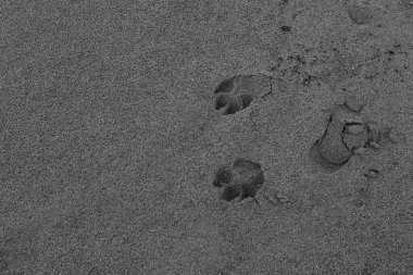 Kumsalda ayak izleri, siyah beyaz çerçeve.