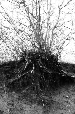 soyut siyah beyaz arkaplan, ağaçlar ve dallar