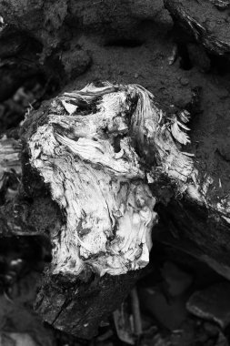 soyut siyah beyaz arkaplan, ağaçlar ve dallar