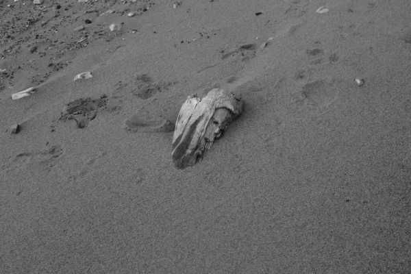 Відбитки Слідів Піщаному Пляжі Чорно Біла Рамка — стокове фото