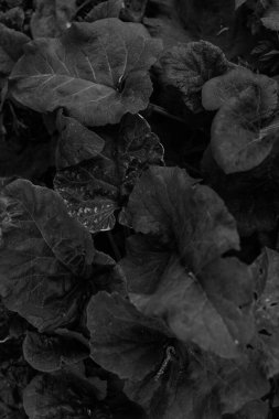 Koyu bitki yaprakları, soyut bitki arkaplanı, siyah ve beyaz yapraklı makro ateş