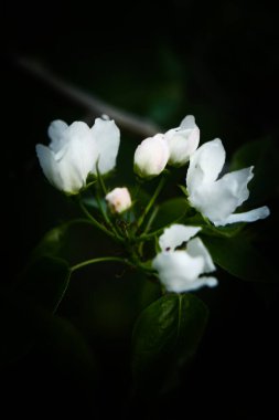 Güzel elma çiçeği. Yumuşak odaklı karanlık bahar arkaplanı.