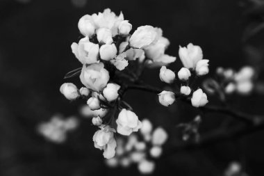 Siyah beyaz elma ağacı, elma çiçeği yakın plan, bitki resimleri.