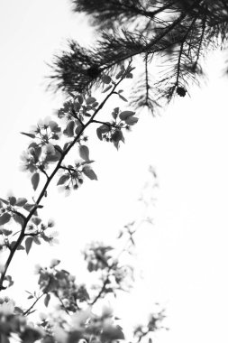 Çiçek açan elma ağacı, gökyüzünde beyaz tomurcukları olan dallar, bulanık arkaplan