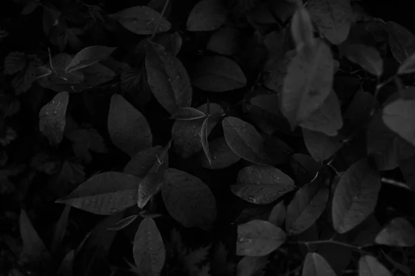 暗い植物の葉抽象的な植物の背景黒と白の葉マクロ撮影 — ストック写真