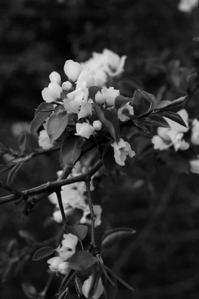 Czarny Biały Jabłoń Jabłoń Kwiat Zbliżenie Roślina Sztuki Zdjęcia — Zdjęcie stockowe