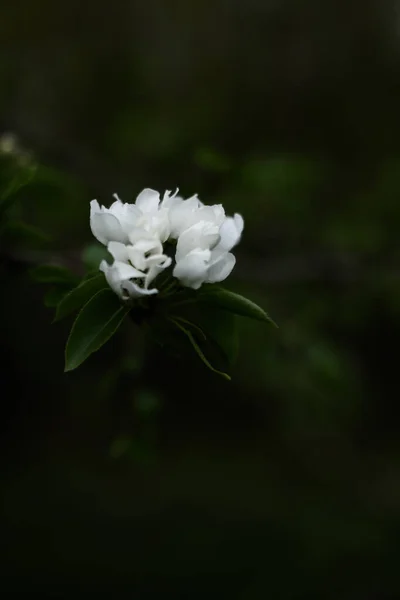 Güzel Elma Çiçeği Yumuşak Odaklı Karanlık Bahar Arkaplanı — Stok fotoğraf