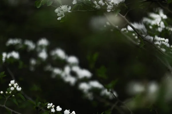 Beautiful Apple Blossom Dark Spring Background Soft Focus — Stock Photo, Image