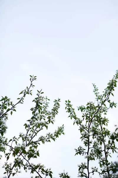 リンゴの木空に白い蕾の枝を咲かせ背景がぼやけて — ストック写真