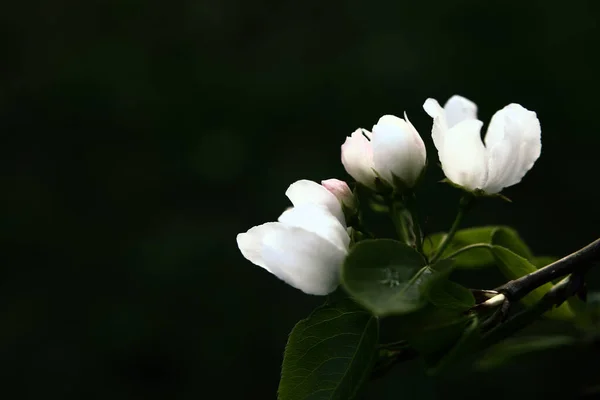 Piękny Kwiat Jabłoni Ciemne Tło Sprężyny Miękkim Ostrością — Zdjęcie stockowe