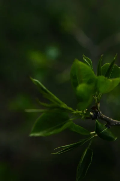 树枝上的绿色小花瓣 植物的宏观摄影 模糊的抽象背景 — 图库照片