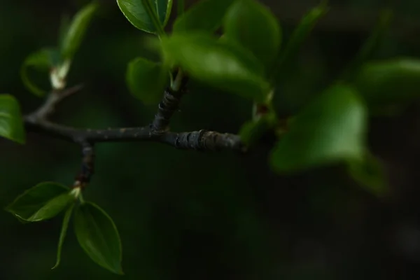 Zielone Małe Płatki Gałęziach Drzew Makrofotografia Roślin Rozmazane Abstrakcyjne Tło — Zdjęcie stockowe