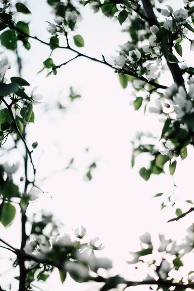 Bloeiende Appelboom Takken Met Witte Knoppen Tegen Hemel Wazige Achtergrond — Stockfoto