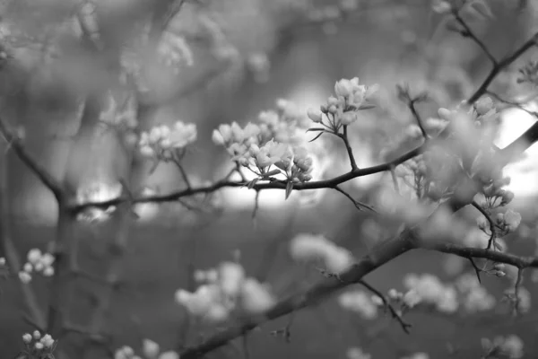 Árvore Maçã Preta Branca Flor Maçã Close Foto Arte Vegetal — Fotografia de Stock