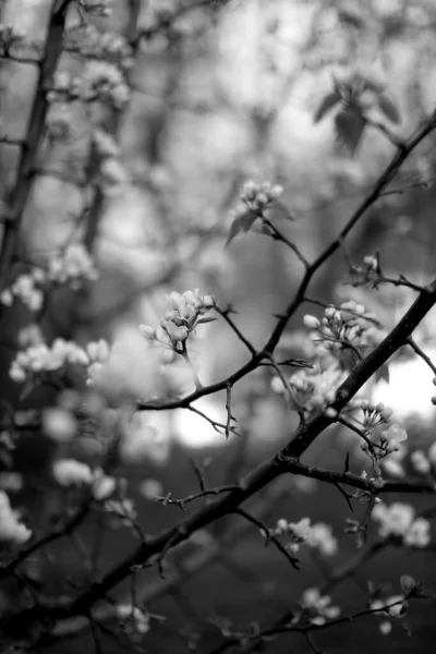 Μαύρη Και Λευκή Μηλιά Μηλόανθος Γκρο Πλαν Φωτογραφία Τέχνης Φυτών — Φωτογραφία Αρχείου