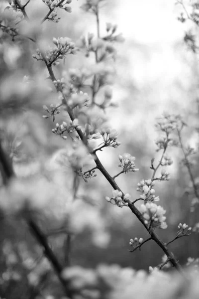黒と白のリンゴの木リンゴの花のクローズアップ植物の写真 — ストック写真