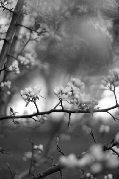 Černá Bílá Jabloň Jablečný Květ Zblízka Rostlinná Fotografie — Stock fotografie