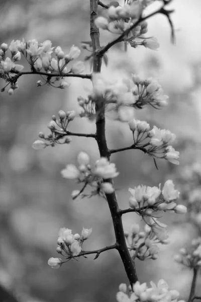 Czarny Biały Jabłoń Jabłoń Kwiat Zbliżenie Roślina Sztuki Zdjęcia — Zdjęcie stockowe