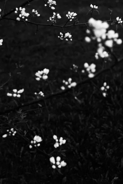 Manzano Blanco Negro Flor Manzana Primer Plano Foto Arte Vegetal — Foto de Stock