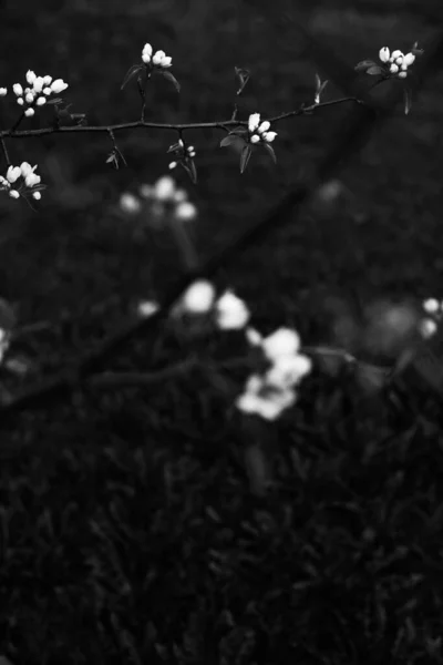 Svart Och Vitt Äpple Träd Äpple Blomma Närbild Växt Konst — Stockfoto