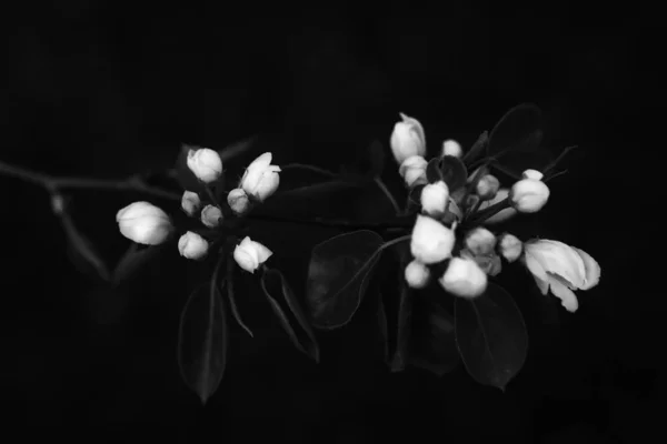 Pommier Noir Blanc Fleur Pomme Gros Plan Photo Art Végétal — Photo
