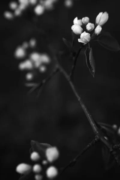 Schwarzer Und Weißer Apfelbaum Apfelblüte Nahaufnahme Pflanzenkunst Foto — Stockfoto