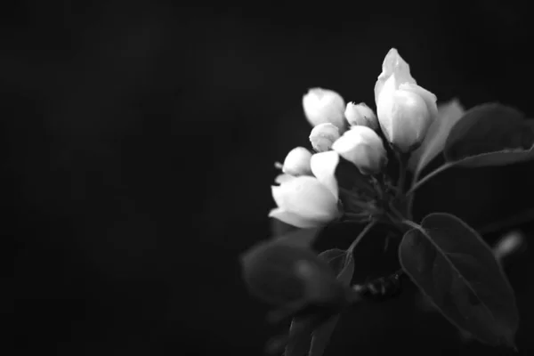 Černá Bílá Jabloň Jablečný Květ Zblízka Rostlinná Fotografie — Stock fotografie