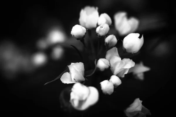 Pommier Fleurs Branches Avec Des Bourgeons Blancs Sur Ciel Fond — Photo