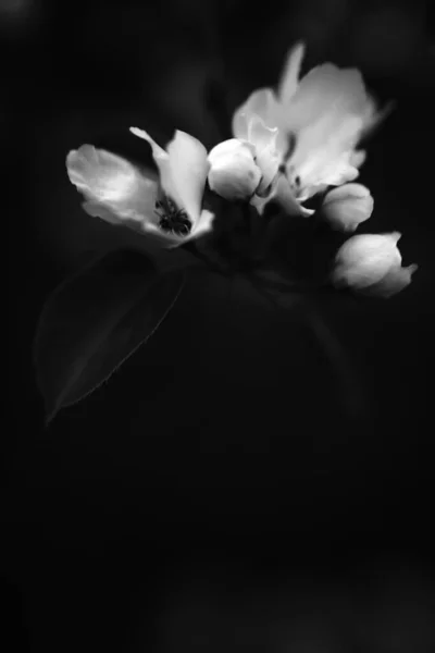 Manzano Blanco Negro Flor Manzana Primer Plano Foto Arte Vegetal — Foto de Stock