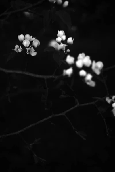 Svart Och Vitt Äpple Träd Äpple Blomma Närbild Växt Konst — Stockfoto