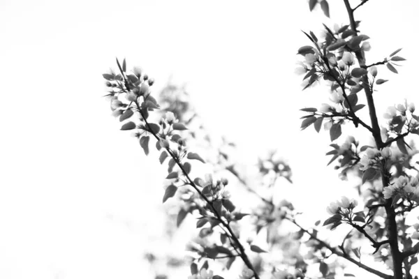 开着花的苹果树 白芽映衬着天空 背景模糊 — 图库照片