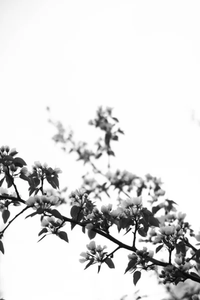 リンゴの木空に白い蕾の枝を咲かせ背景がぼやけて — ストック写真