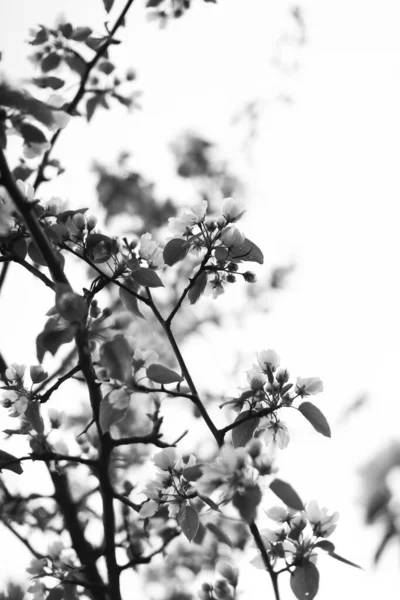 Bloeiende Appelboom Takken Met Witte Knoppen Tegen Hemel Wazige Achtergrond — Stockfoto