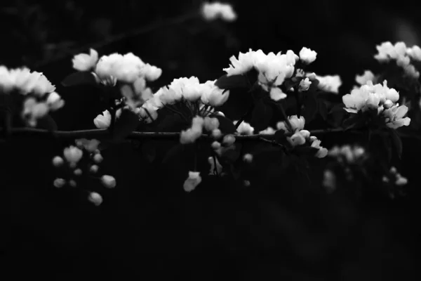 Černá Bílá Jabloň Jablečný Květ Zblízka Rostlinná Fotografie — Stock fotografie