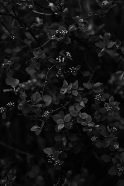 Dark Plant Leaves Abstract Plant Background Black White Leaves Macro — Stock Photo, Image