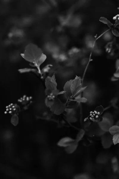 Ciemne Liście Roślin Abstrakcyjne Tło Rośliny Czarno Białe Liście Makro — Zdjęcie stockowe