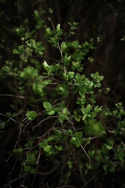 小绿叶特写 抽象的植物背景 — 图库照片