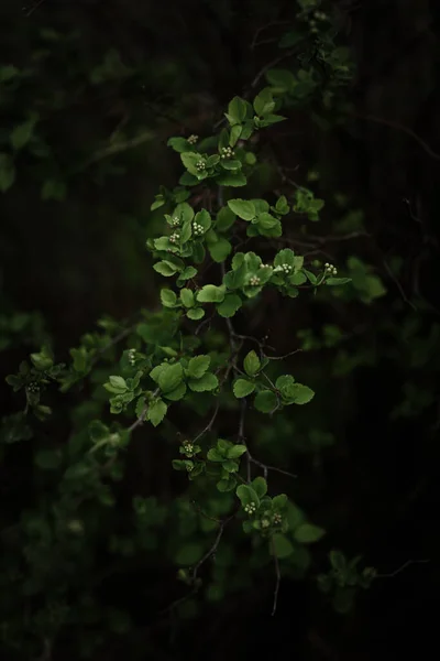 小さな緑の葉が密接に 抽象的な植物の背景 — ストック写真