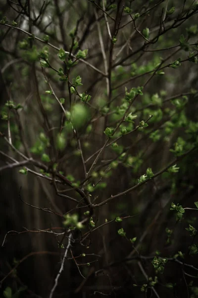 小绿叶特写 抽象的植物背景 — 图库照片