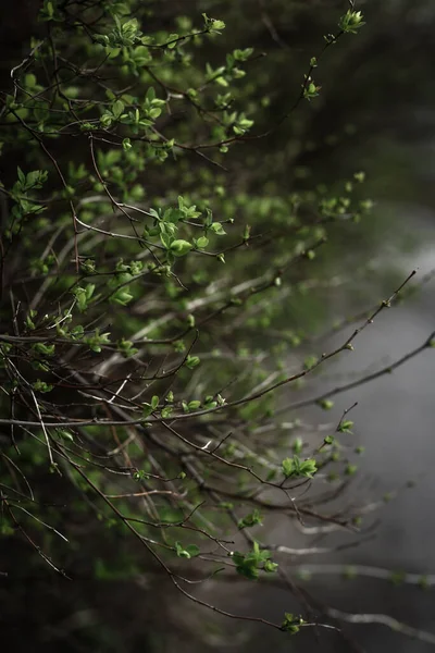 小さな緑の葉が密接に 抽象的な植物の背景 — ストック写真