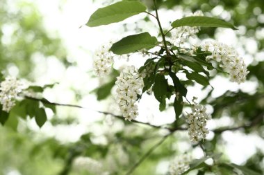 Renkli bahar arkaplanı, beyaz kuş kirazı yakın plan, çiçeklerin makro fotoğrafı