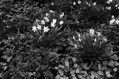 Koyu arkaplanda beyaz nergisler