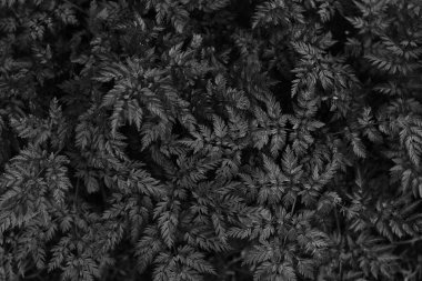 koyu tropik güzel yapraklar, yaprak arkaplan, üst manzara