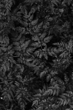 koyu tropik güzel yapraklar, yaprak arkaplan, üst manzara