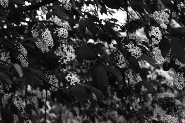 siyah ve beyaz bitkiler, çiçeklerin soyutlanması