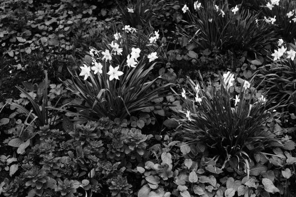 Narcisos Blancos Sobre Fondo Oscuro —  Fotos de Stock