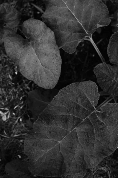 어두운 아름다운 나뭇잎 나뭇잎 — 스톡 사진