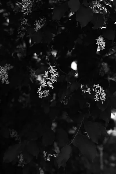 Plantes Noires Blanches Une Abstraction Fleurs — Photo